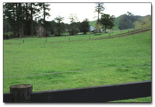 Horse paddocks at Chester Farm